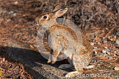 Cute wild rabbits on Okunoshima Island in sunny weaher Stock Photo