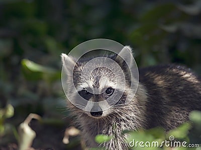 Cute wild raccoon looking out Stock Photo