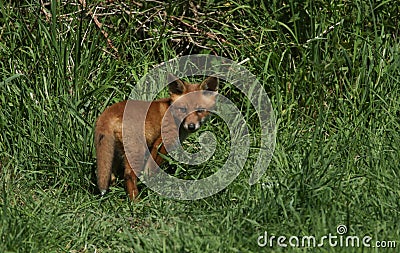 A cute wild Red Fox cub Vulpes vulpes standing in the long grass. It has followed its mother from the den. Stock Photo