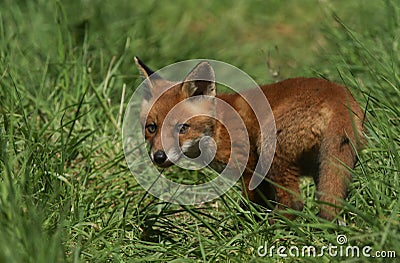 A cute wild Red Fox cub Vulpes vulpes standing in the long grass. It has followed its mother from the den. Stock Photo