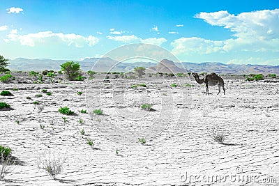 A cute, wild, single-humped camel in the Moroccan desert Stock Photo