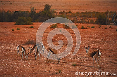 Africa- Spring Bock Feeding in a Red Desert in South Africa Stock Photo
