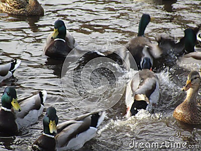 Cute winter mallard ducks gathering in a pond Stock Photo
