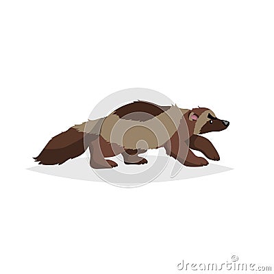 Cute wolverine. Cartoon comic style vector illustration of forest wild animal. Predator, dangerous animal drawing. Vector Illustration