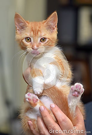 Wonderful ginger with a white kitten in hands Stock Photo