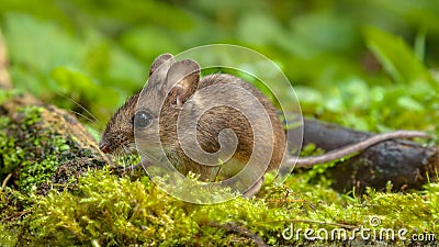 Cute Wood mouse walking on forest floor Stock Photo