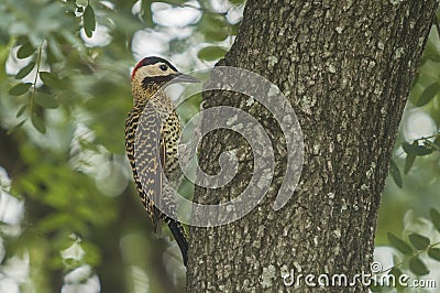 Cute woodpecker bird pecking a tree bark with a green natural background Stock Photo