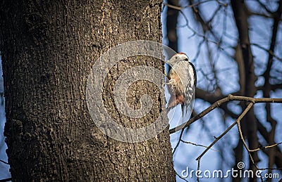 Cute woodpecker on the branch. Stock Photo