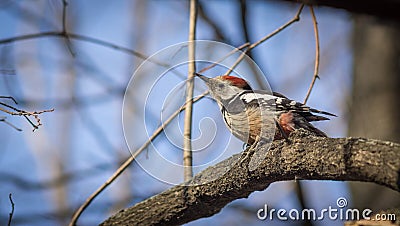 Cute woodpecker on the branch. Stock Photo