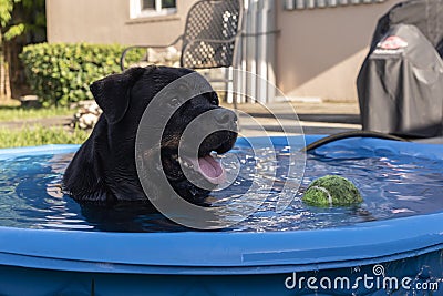 A cute 8 year old male black Rottweiler cools off and relaxes in a small inflatable swimming pool at the backyard during the Stock Photo