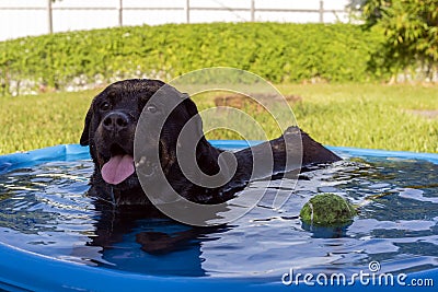 A cute 8 year old male black Rottweiler cools off and relaxes in a small inflatable swimming pool at the backyard during the Stock Photo