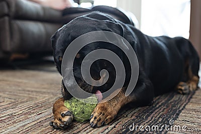 A cute 8 year old male Rottweiler dog lying in the living room gnawing on his favorite ball Stock Photo