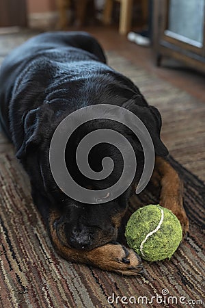 A cute 8 year old male Rottweiler dog resting in the living room with his favorite ball toy by his side Stock Photo