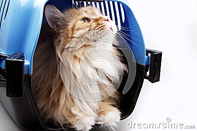 Cute yellow cat in transport box Stock Photo