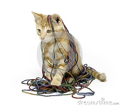 Cute yellow cat with yarn Stock Photo