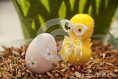 Cute Yellow chicken looking on Easter egg Stock Photo