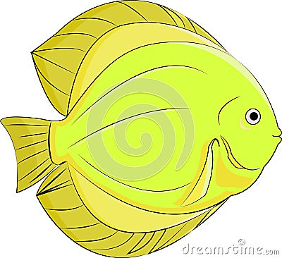 CUTE YELLOW DISCUS FISH Stock Photo