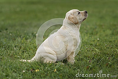 cute yellow puppy Labrador Retriever on background of green grass Stock Photo