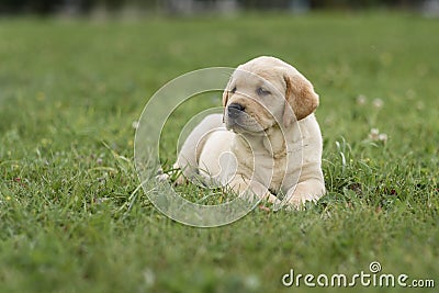 cute yellow puppy Labrador Retriever on background of green grass Stock Photo