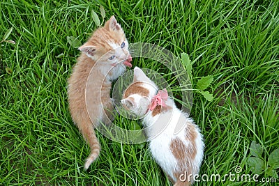 cute yellow white color kitten stray cat with red tie Stock Photo