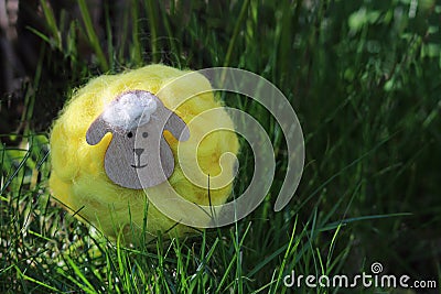 Yellow woolen sheep sitting in grass Stock Photo