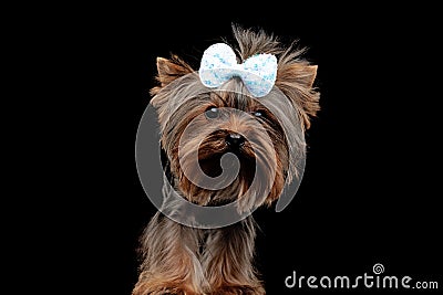 cute yorkie dog wearing bow and looking forward while standing Stock Photo
