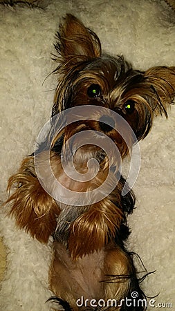 Cute Yorkie Stock Photo