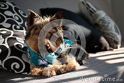 Cute Yorkie Posing on a Couch with sunlight Stock Photo