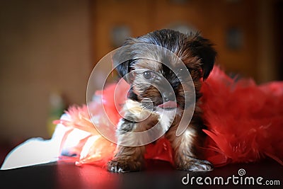 Cute Yorkie Shih Tzu Puppy with Red Boa Stock Photo