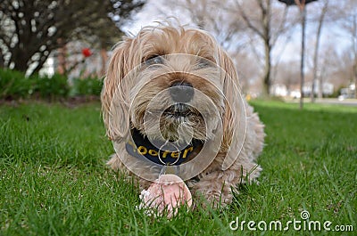 Cute Yorkipoo with bone in grass Stock Photo