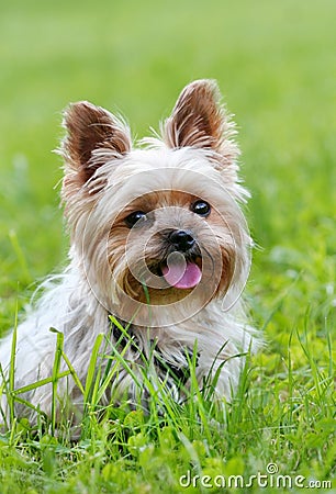 Cute yorkshire terrier Stock Photo