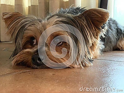 Cute Yorkshire Terrier with cute big eyes Stock Photo