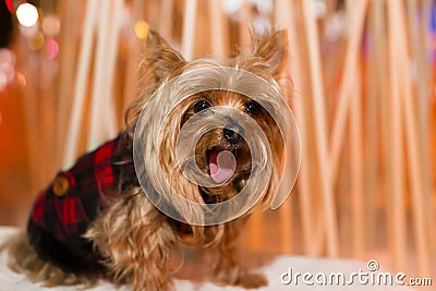 Cute Yorkshire Terrier dog in black and red coat sitting outdoors yawning profoundl Stock Photo