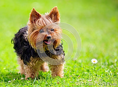 Cute Yorkshire Terrier Dog Playing in the Yard Stock Photo