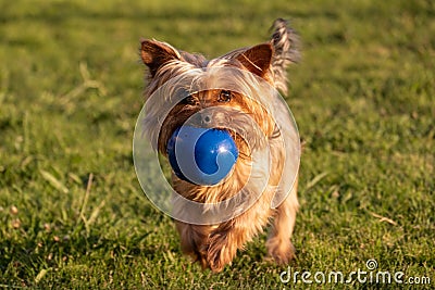 Cute Yorkshire Terrier dog running in grass with blue rubber ball in mouth Stock Photo