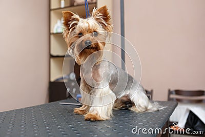 Yorkie puppy tied on table in vet clinic for pet grooming service Stock Photo