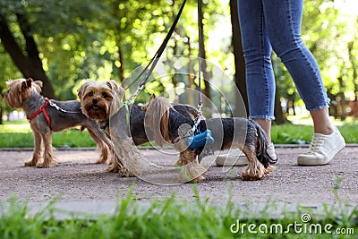 Cute Yorkshire Terrier dogs with holder for poo bags in park Stock Photo