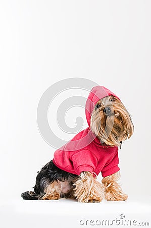 Cute Yorkshire terrier in pink pullover Stock Photo