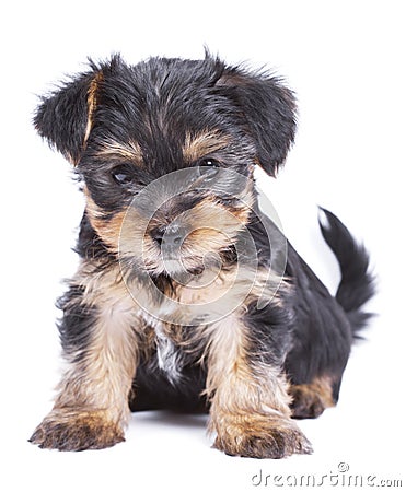 Cute Yorkshire terrier puppy dog Stock Photo