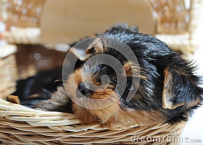 Cute Yorkshire terrier puppy dog sitting in a box Stock Photo