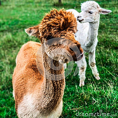 Cute Young alpaca lama farm Stock Photo