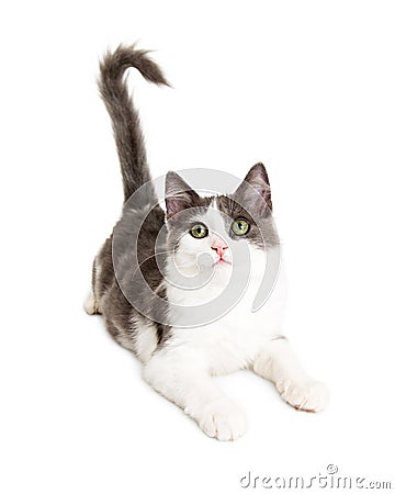 Cute Young Attentive Kitten on White Stock Photo
