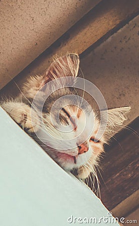 Cute young cat lying down and sleeping Stock Photo