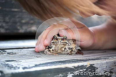 Cute young child girl playing with a frog toad Stock Photo