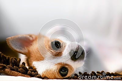 Cute young dog lazy lying on sofa couch with sleepy eyes Stock Photo