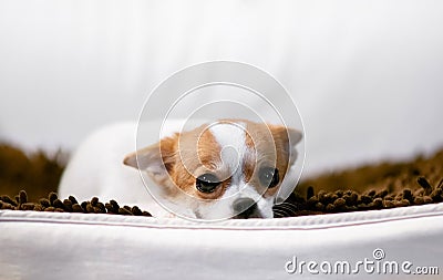 Cute young dog lazy lying on sofa couch with sleepy eyes Stock Photo