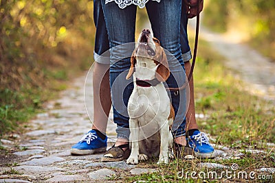 A Cute Young Dog Is Looking Up Stock Photo