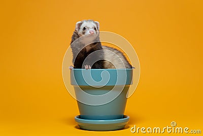 Cute young ferret in teal plant pot Stock Photo