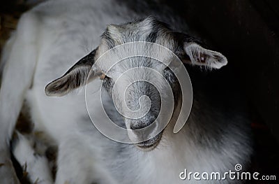 Cute young goat lying in the paddock. Farm animal in low key photography Stock Photo