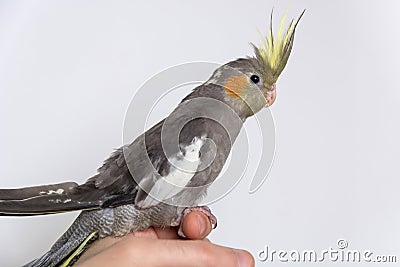 Adorable Young Gray Cockatiel Parrot: A Playful Bond with a Human Companion Stock Photo